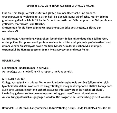 Pathologischer Bericht Frettchen Milz